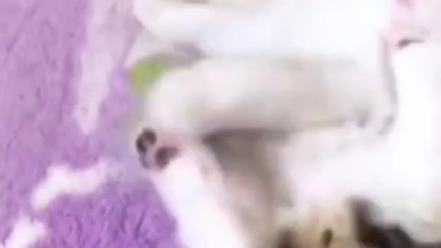 The cat with domineering side leakage
