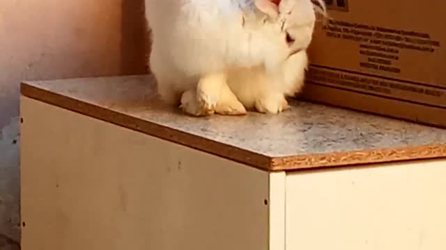 cute bunny cleaning itself