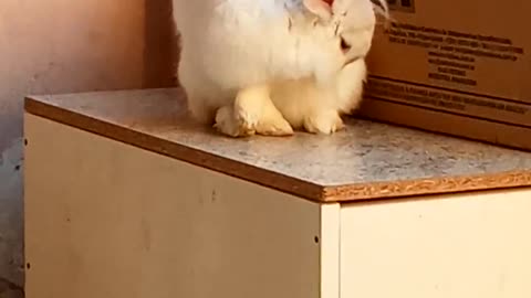 cute bunny cleaning itself