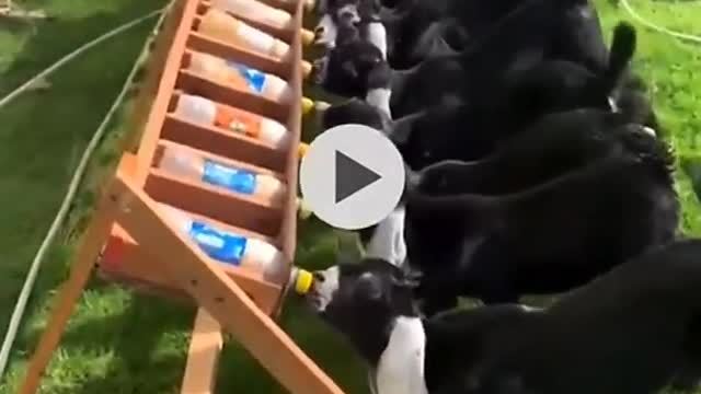 Baby goats feeding