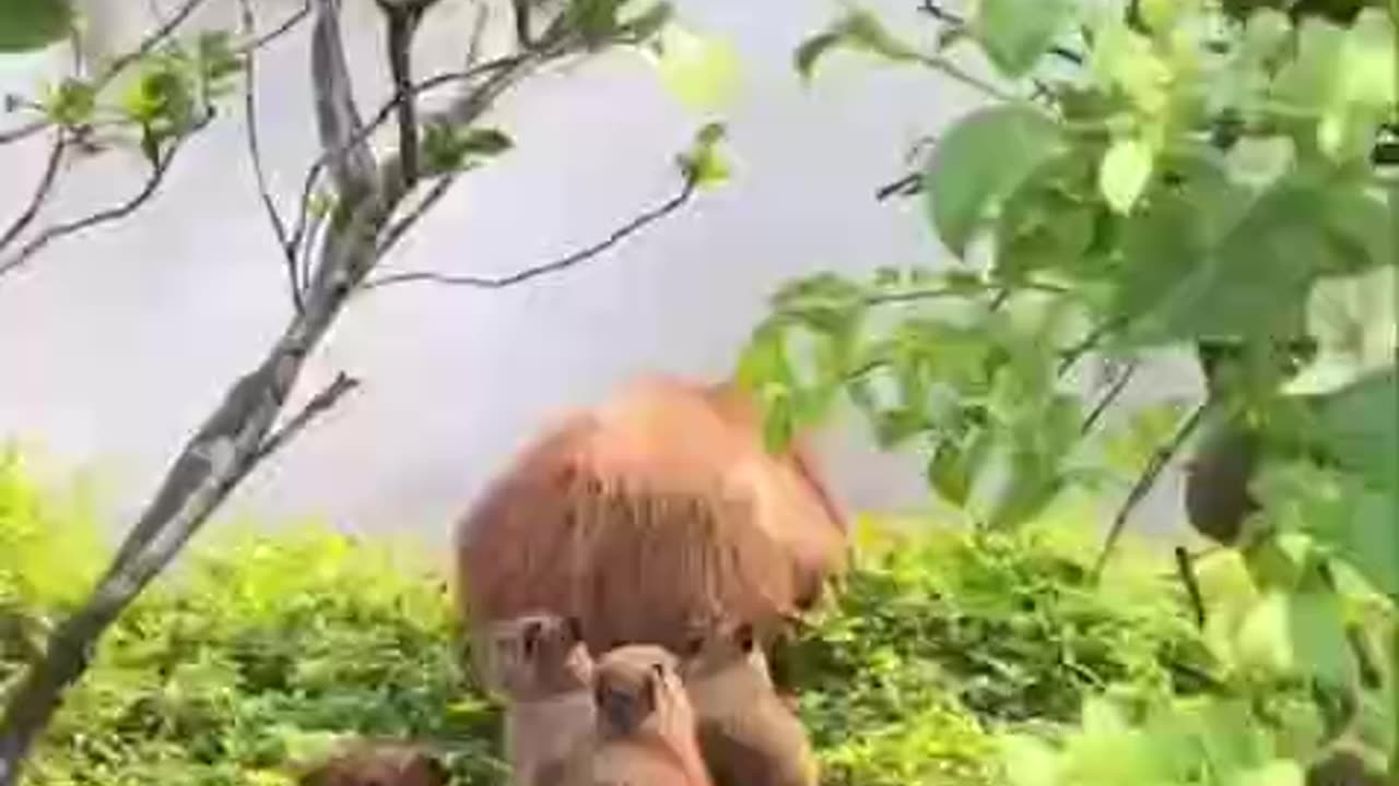 Capybaras crossing a river