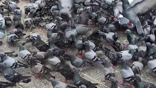 millions of pigeons