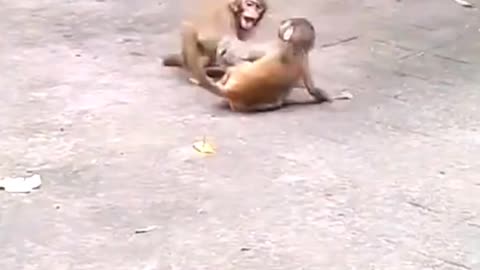 Three Monkeys Fighting on Together so Funny😂