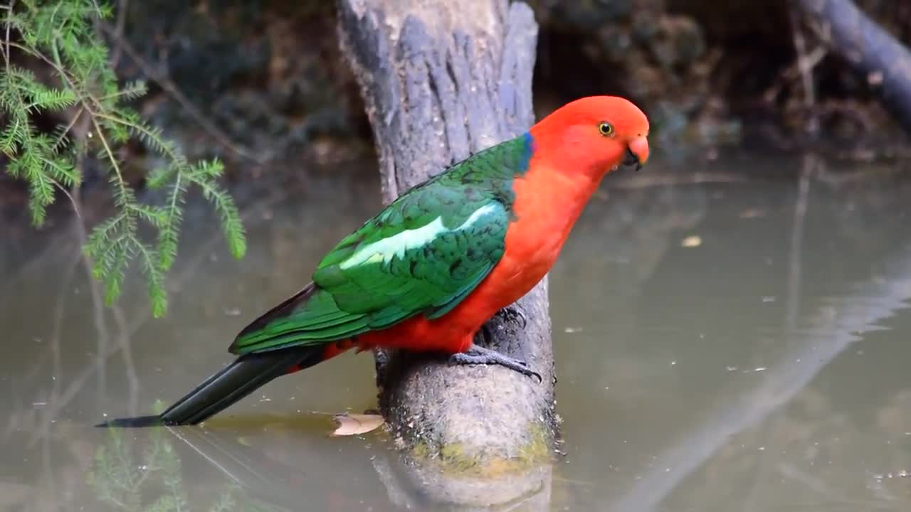 Australian King Parrot