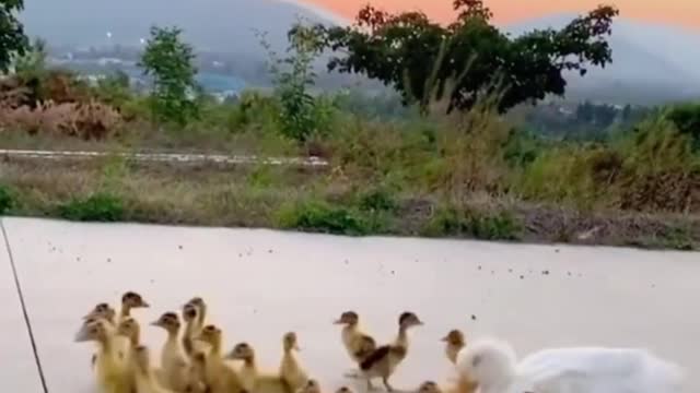 Run after the ducklings