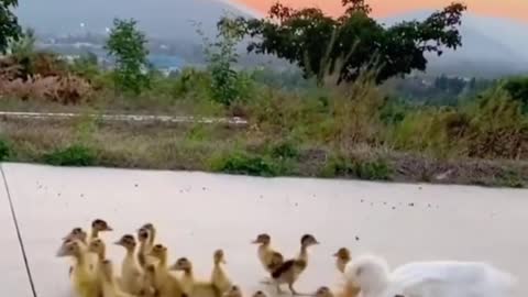 Run after the ducklings