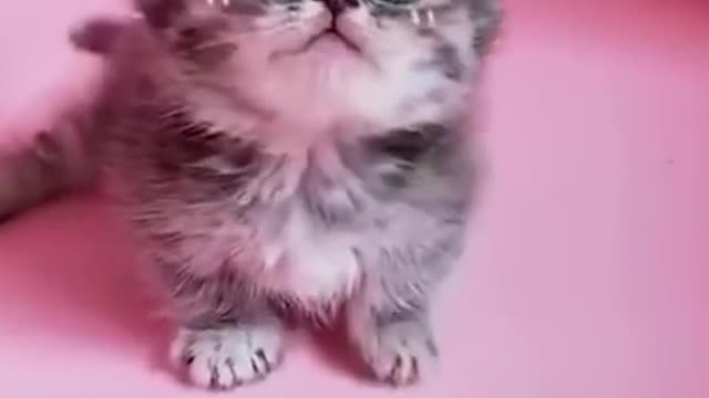 Cute Cats Doing Funny Things 😍 Cutest Cats In The World