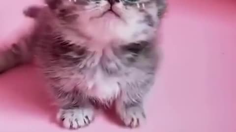 Cute Cats Doing Funny Things 😍 Cutest Cats In The World
