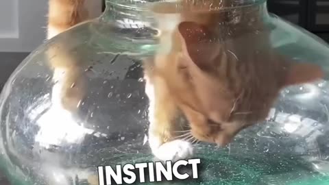 Proof that cats are liquid..