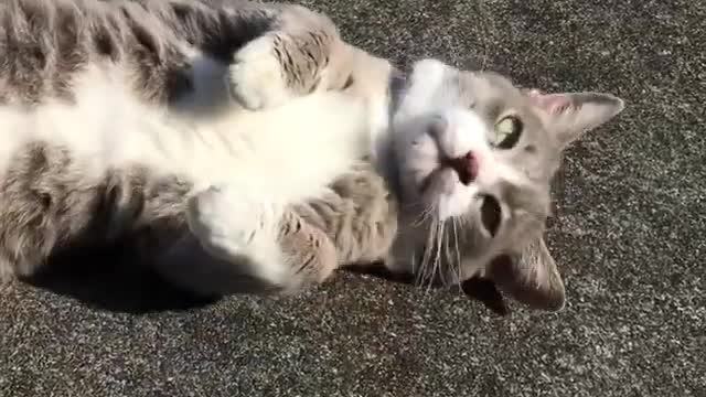 Cute Cat Posing for a Belly Rub