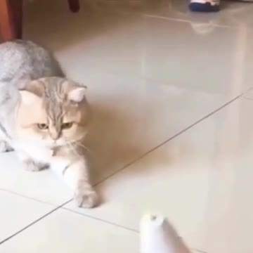 Funniest Cat Videos In The World