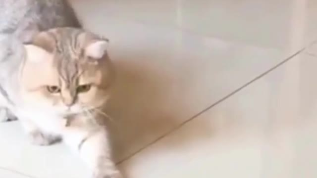 Funniest Cat Videos In The World