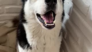 Husky does not take his eyes off his favorite toy