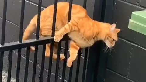 Two type of cats passing through gate 😻😻