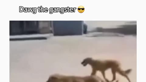 Funy dog video