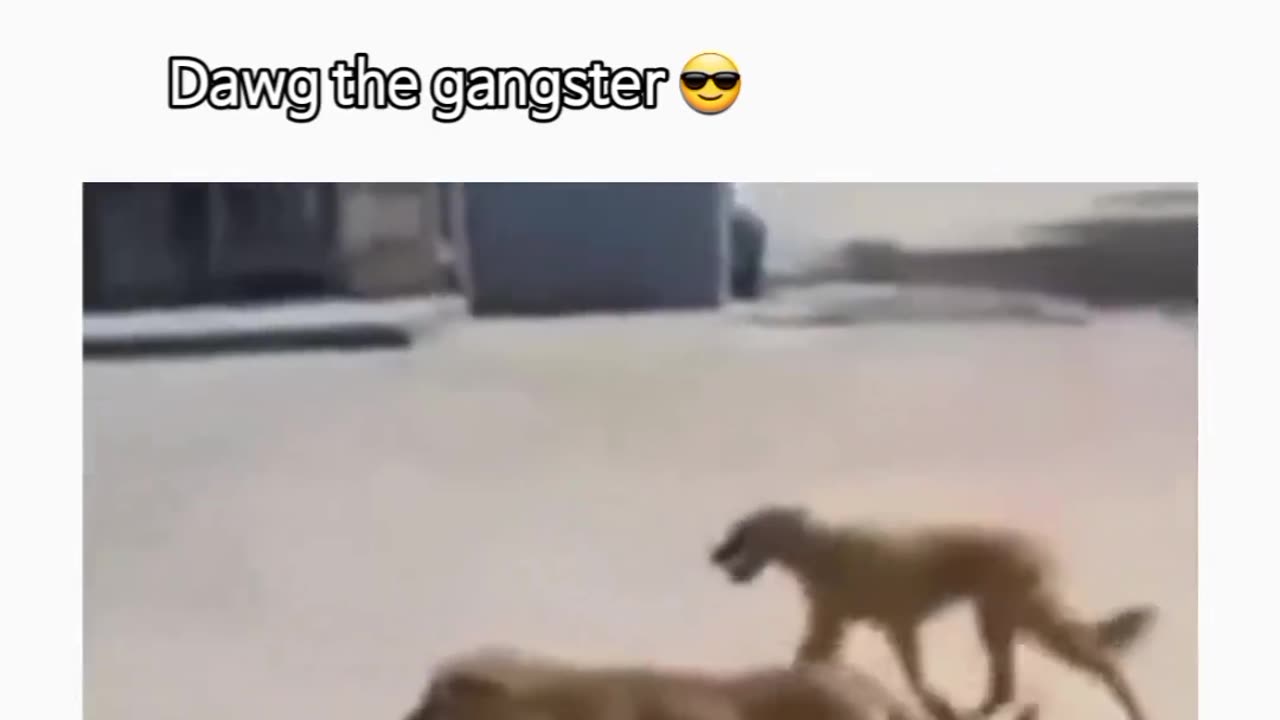 Funy dog video