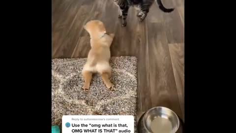 Don't try to laugh.. 😂 see my cute puppies activities 🤣🥰