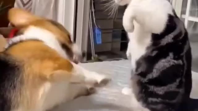 Dog & cat funny video