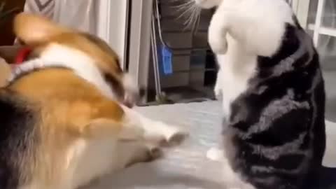 Dog & cat funny video