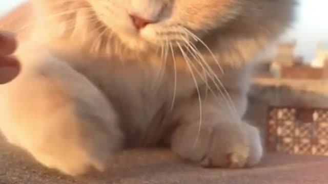Sleeping Cat Quacks When His Owner Coughs