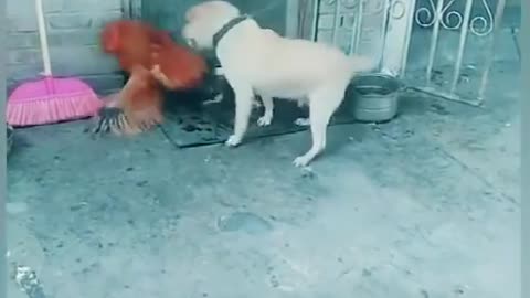 Chikken VS dog