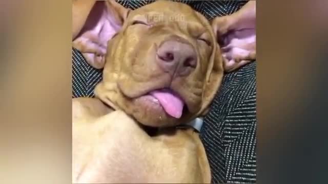cat video