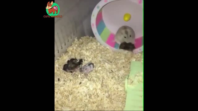 Dangerous Hamster! 🐹 Funny Animals