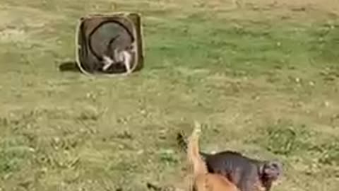 Funny Animals Video