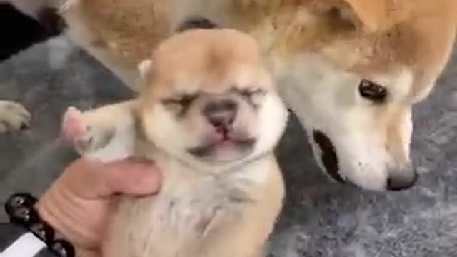 Cute baby Pomeranian dogs funny activity.