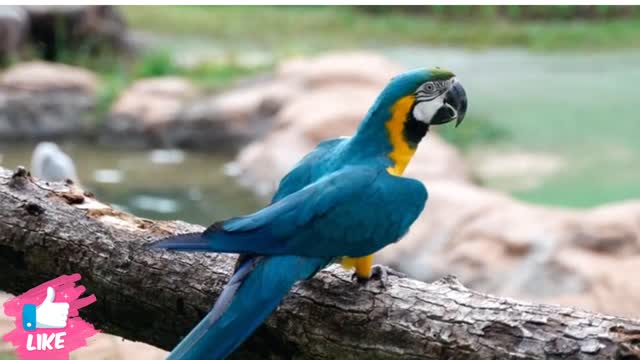 most beautiful macaw bird