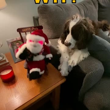 Springer Spaniel Confused By Santa Claus In Rocking Chair Toy From The 1980's LOL #dogshorts