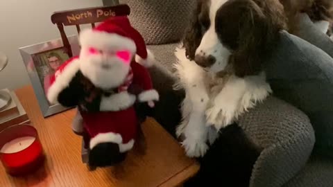 Springer Spaniel Confused By Santa Claus In Rocking Chair Toy From The 1980's LOL #dogshorts