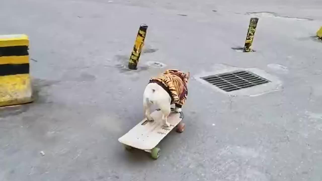 Unbelievable 😱 the dog 🐈skating 🐈🛹amazing style super unbelievable