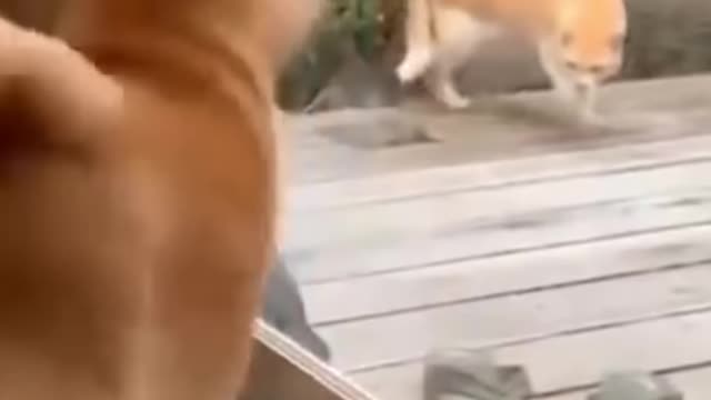 funny cat and dog video.