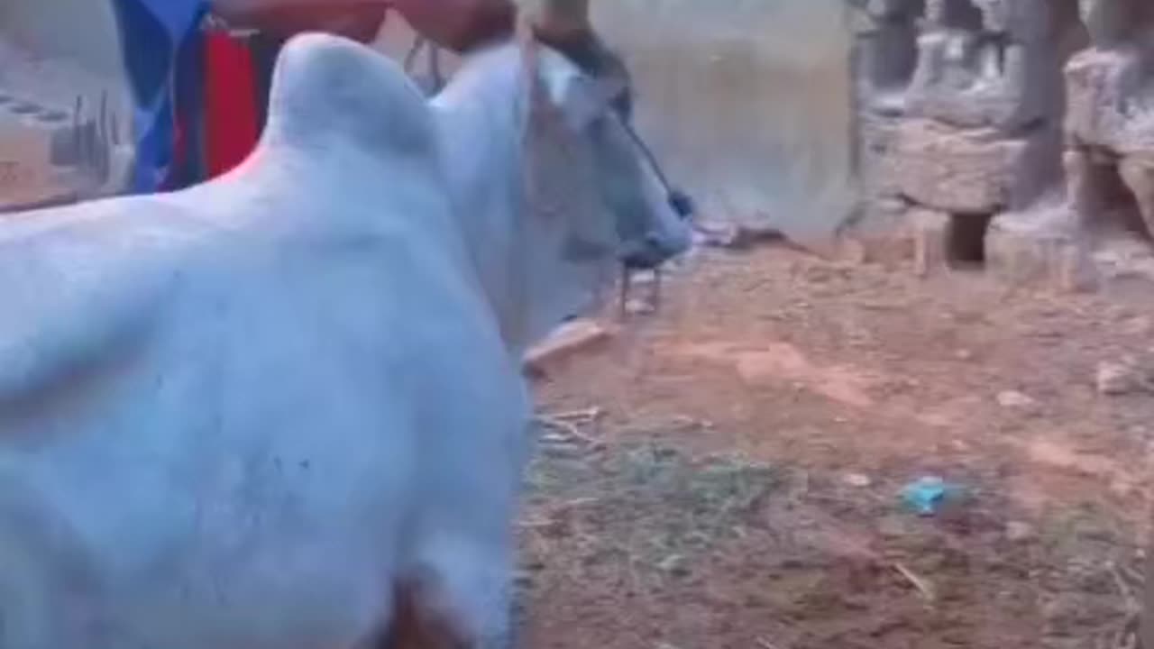 Man attempts to ride a cow gone wrong 😂..