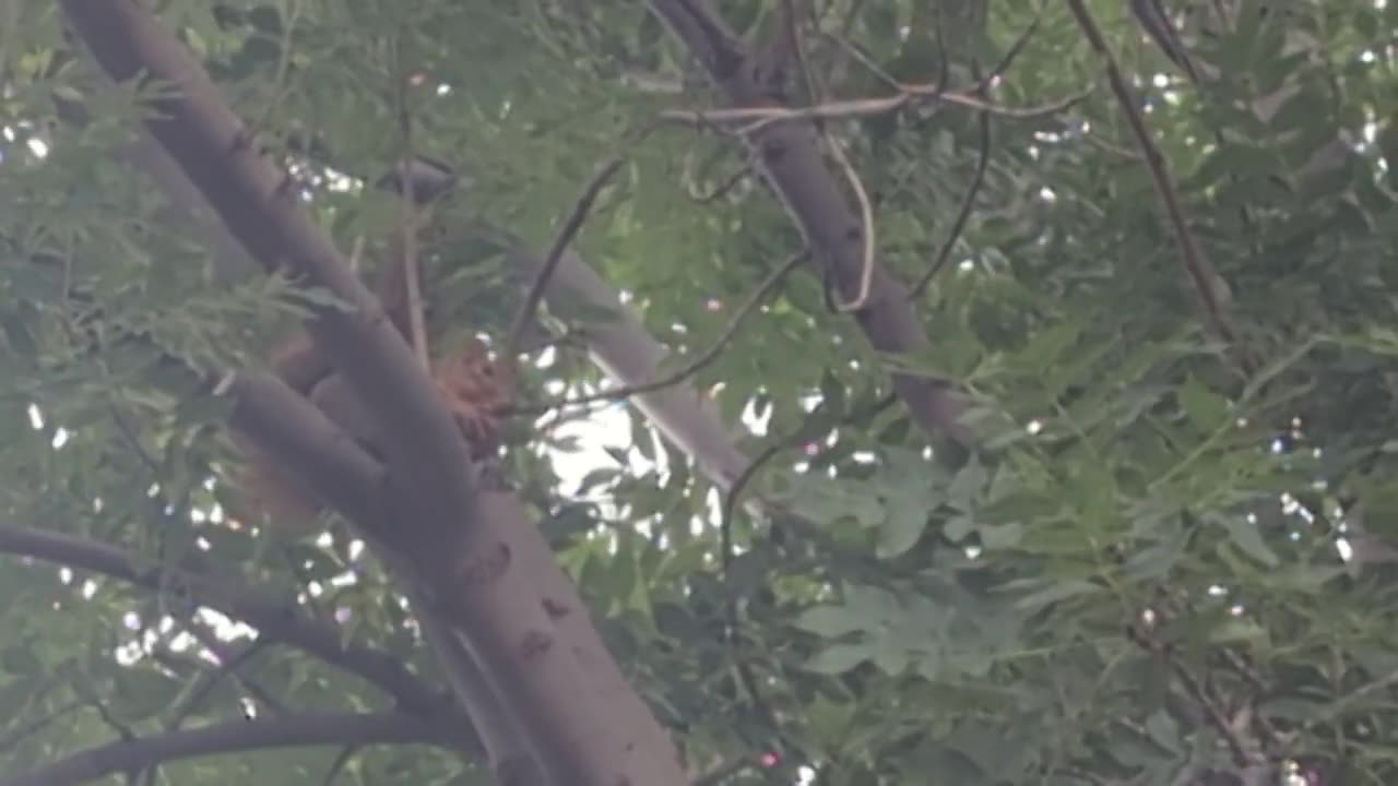 Squirrel eating a walnut