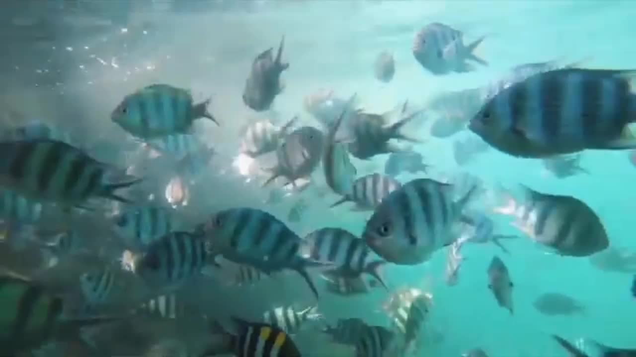 Sea Fish video 2021 | part 3