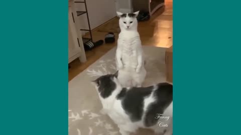 cute cat that will make you laugh