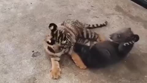 Brutal fight between a Tiger and a Bear 😊