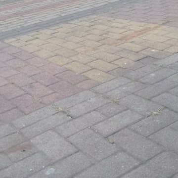 alimentando os pombos na estação ônibus pt12