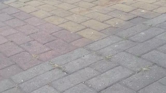 alimentando os pombos na estação ônibus pt12