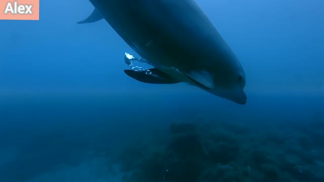 Diving with dolphins