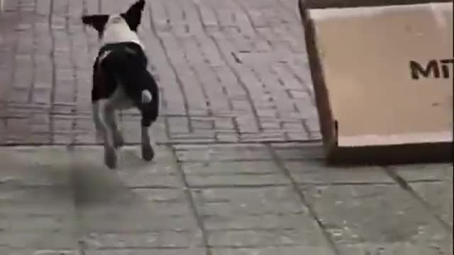The smart dog on the street