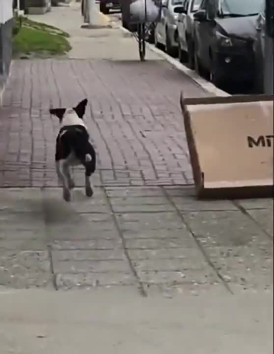 The smart dog on the street