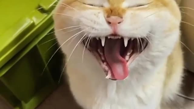 Funny cat