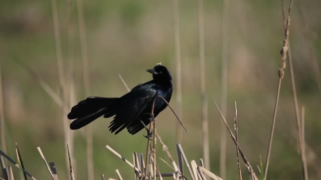 The Grackle's Song