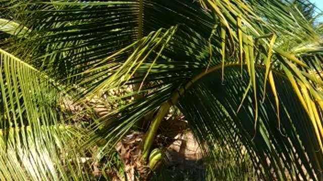 Coconut Plantation in Brazil