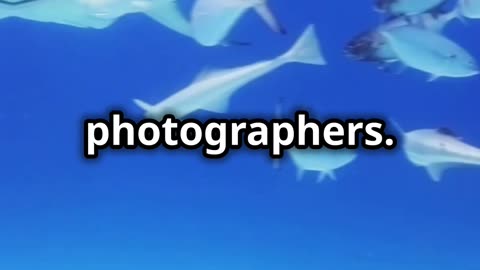 🌊 Tiger Beach, The Bahamas: Up Close with Tiger Sharks!🦈