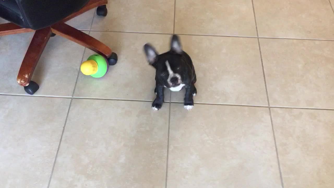 Adorable bulldog learns how to wave hey