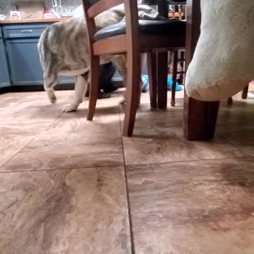 Dad slides toddler around the floor